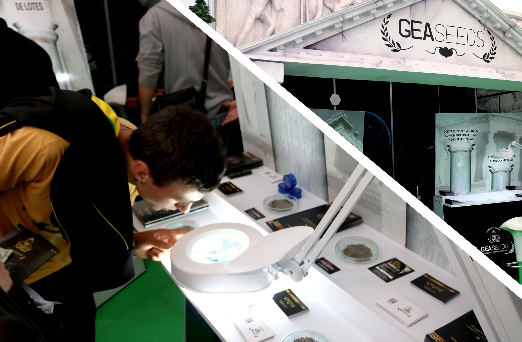 Semillas de marihuana autoflorecientes